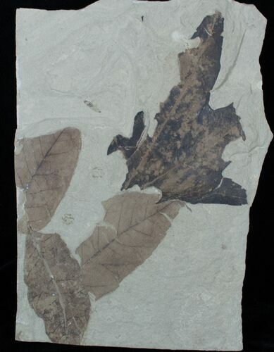 Fossil Leaf Multiple Plate #3459